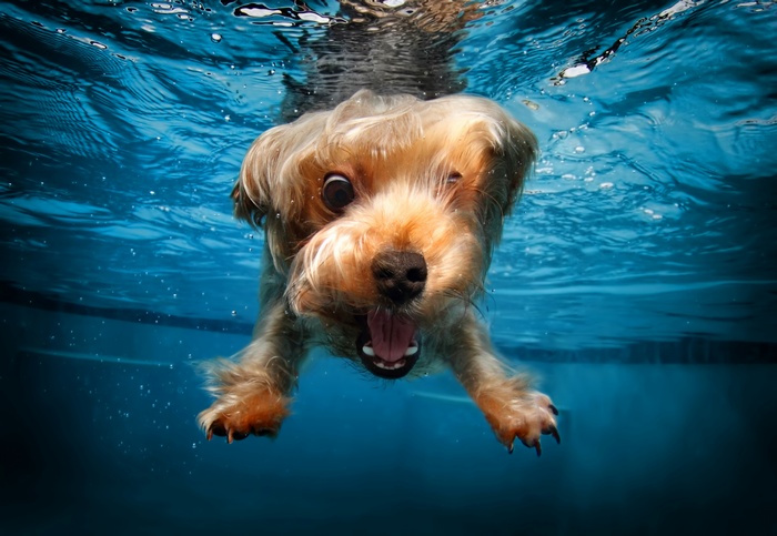 cute animals, terrier, funny, dog, underwater
