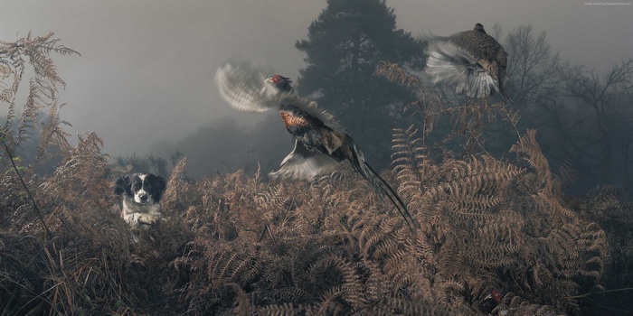 Dog and pheasants in a misty field