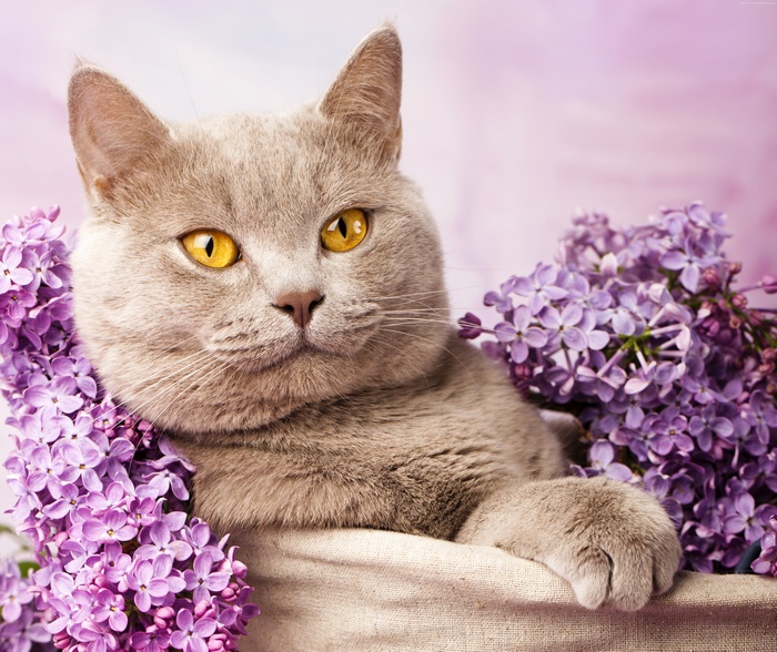 British cat with lilac flowers