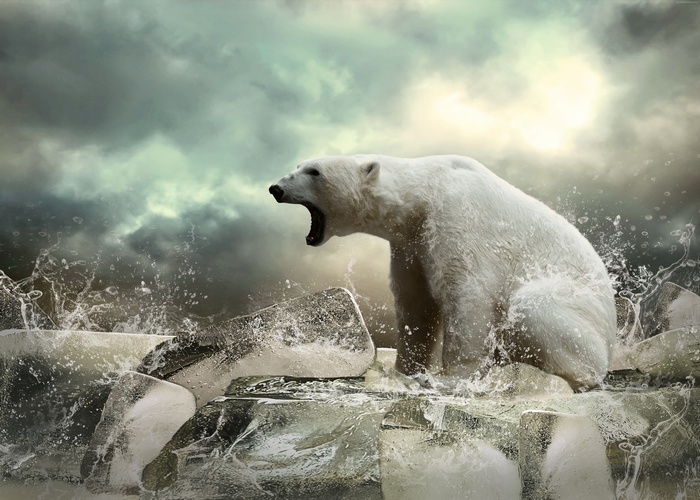 Polar bear roaring on ice floes in stormy ocean