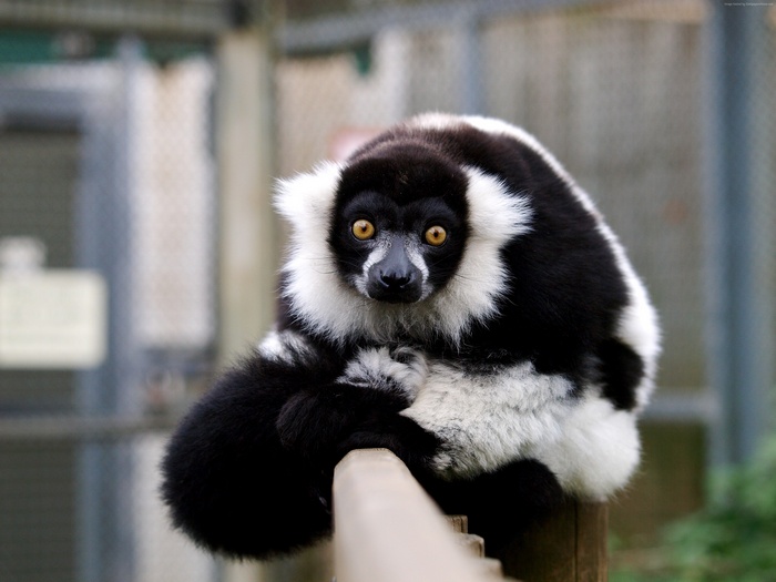Black and white ruffed lemur sitting on a wooden post