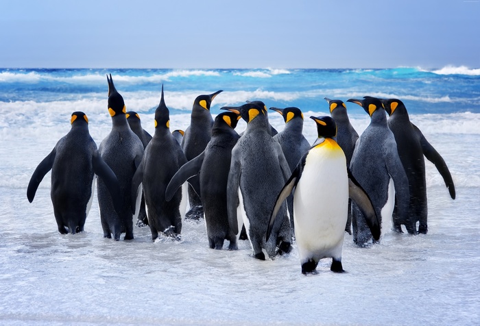 cute animals, Pinguin, snow, ocean, funny