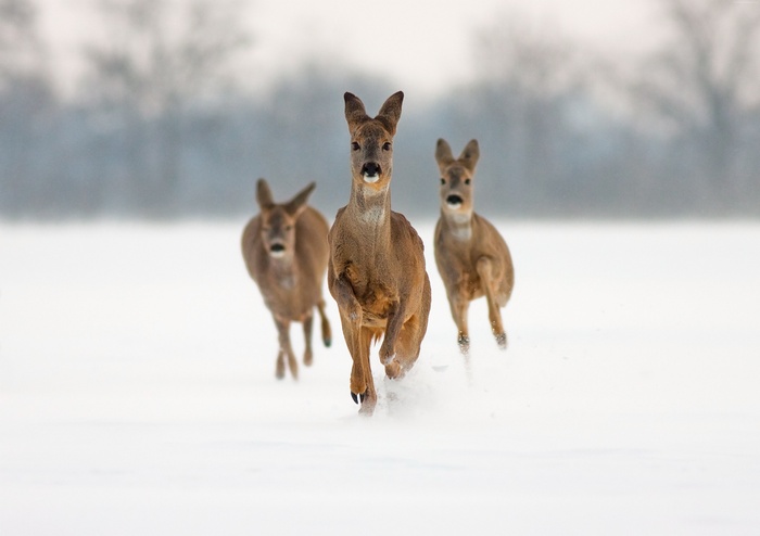 lama, snow, cute animals