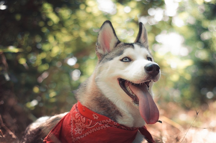 cute animals, funny, dog, Husky