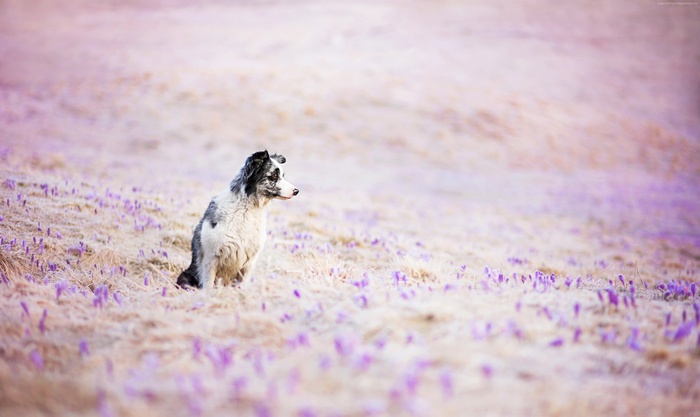 Border Collie dog sitting in a field of purple crocuses