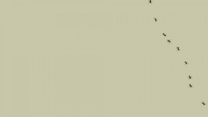 Ants marching in a line