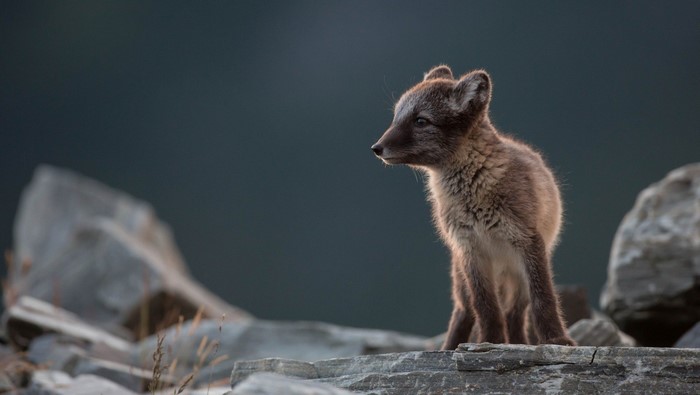 Arctic fox cub on rocks