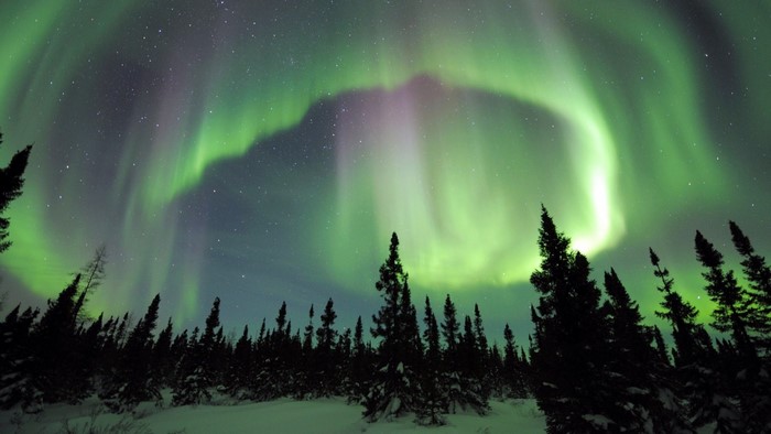 Aurora Borealis over a snowy forest