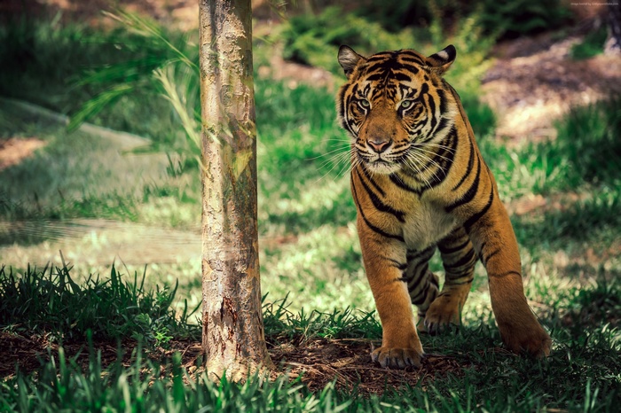cute animals, Tiger, savanna