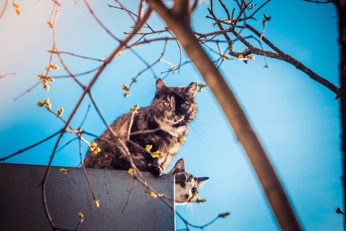 Two cats on a ledge with branches and blue sky