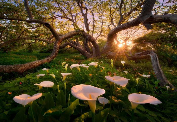 Sunlight filtering through trees onto calla lilies in a garden