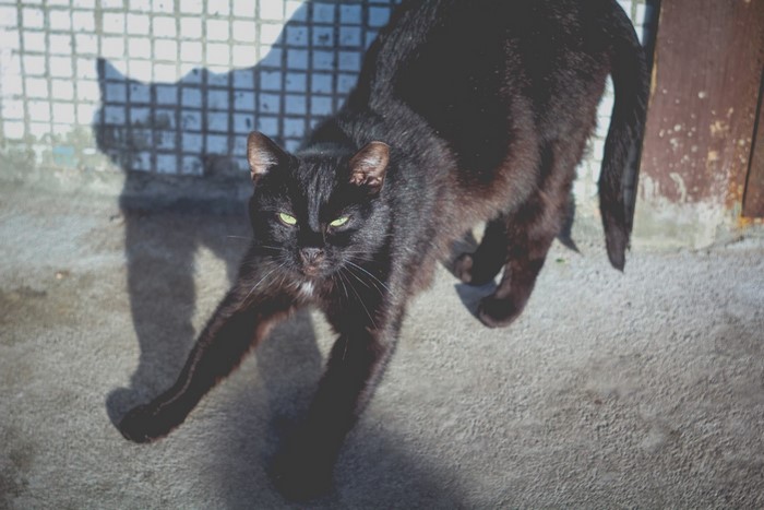 Black cat stretching on concrete with shadow