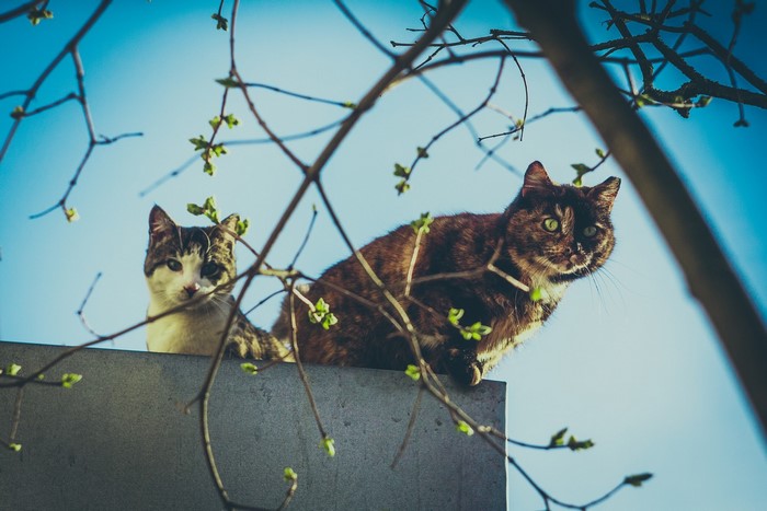 Two cats on a wall with branches in the foreground