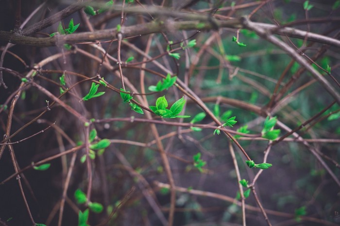 New green leaves emerging on tree branches in spring