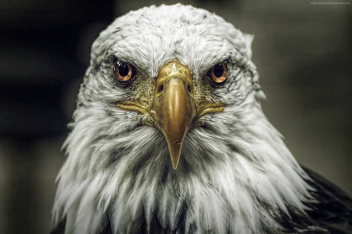 Close-up of a Bald Eagle's face