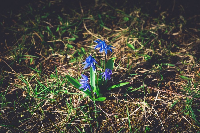 Blue wildflowers blooming in grass and soil