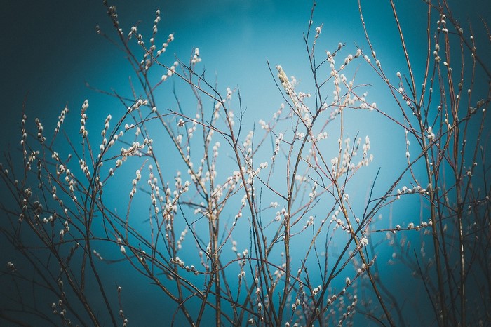 Pussy willow branches against a blue sky