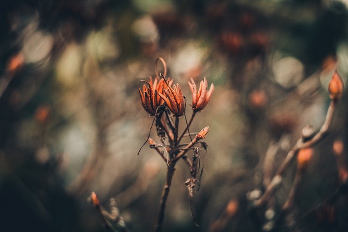 Close up of dried orange flower buds in autumn