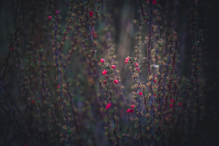 Close-up of thorny branches with red buds