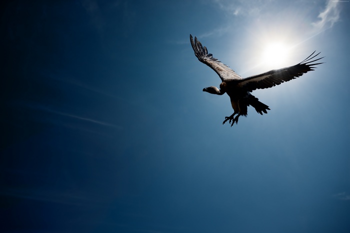Vulture flying in the sunlit sky