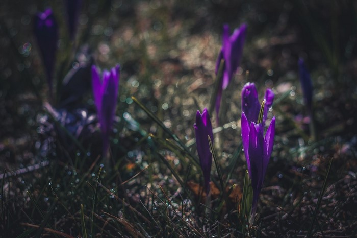 Purple crocuses blooming in a dark forest setting