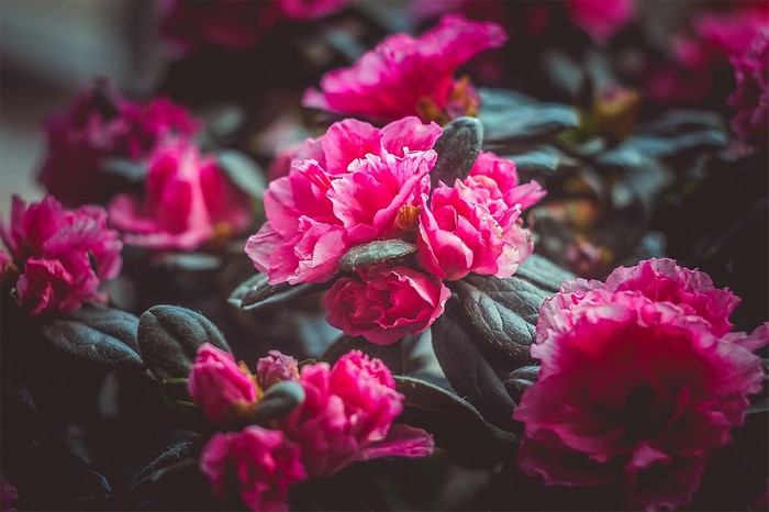 Close-up of vibrant pink azalea flowers with dark green leaves