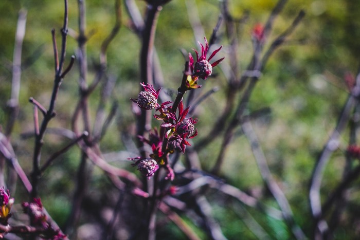 Close-up of a flowering shrub with purple buds and leaves