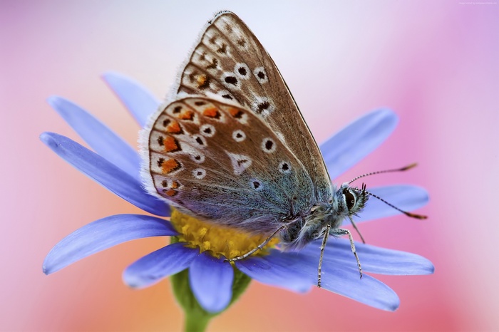 Artemis butterfly on a blue flower