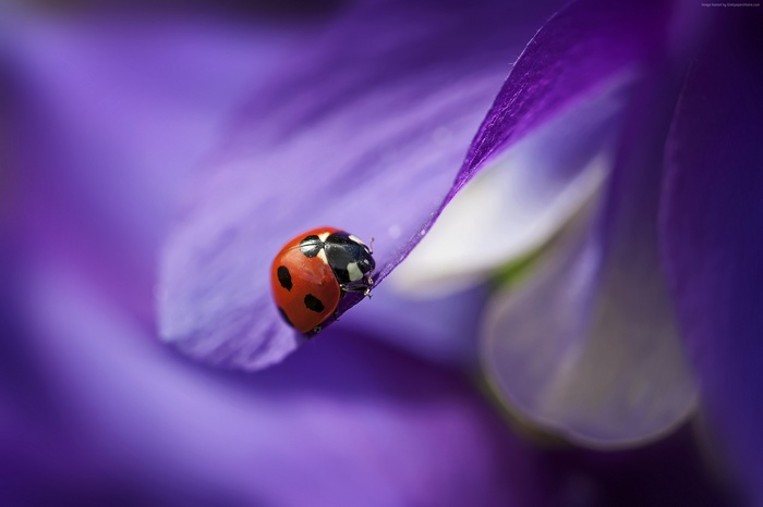 Ladybug on a purple flower petal