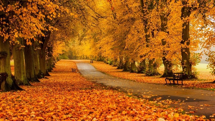 Autumn park path lined with trees and fallen leaves