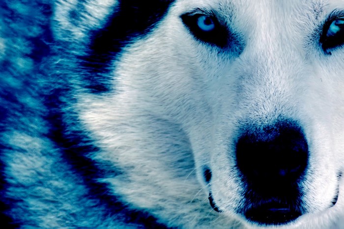 Close up of a Siberian Husky with bright blue eyes