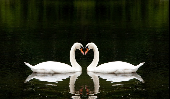 love, Swan, cute animals, couple, lake