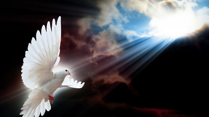 White dove flying through sunbeams and clouds