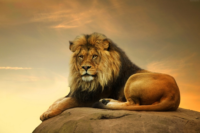 savanna, Lion, cute animals