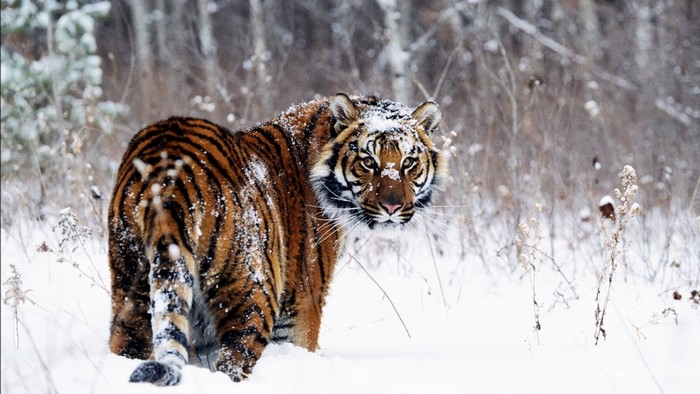 Tiger in a snowy forest