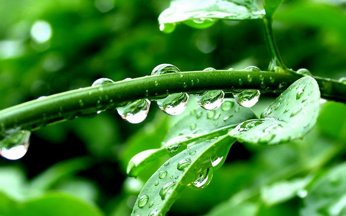 Close-Up of Dew Drops on Green Leaves and Stem