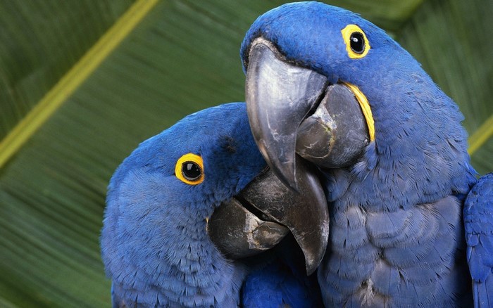 Close-Up of Two Vibrant Blue Macaws