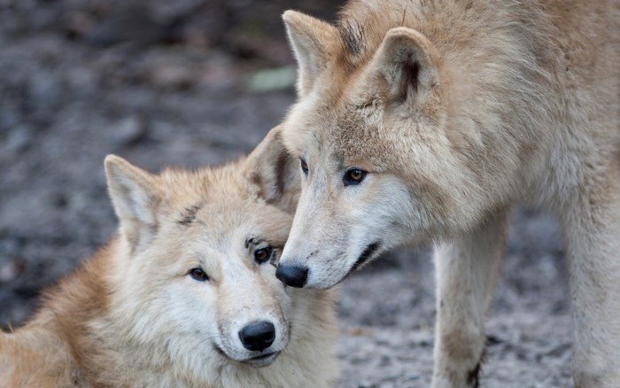 Gentle Moments Between Two Wolves