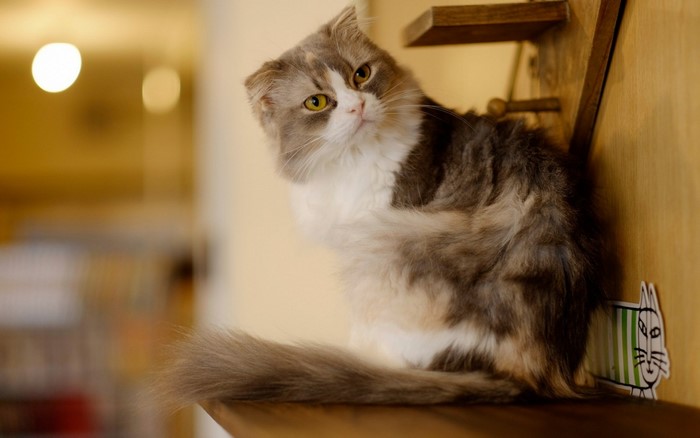 Fluffy cat with folded ears sitting on a shelf