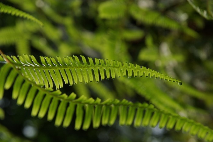 Close up of green fern leaves with water droplets