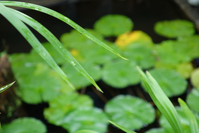 Green leaves and lily pads on water