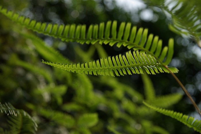 Close up of green fern leaves in a forest