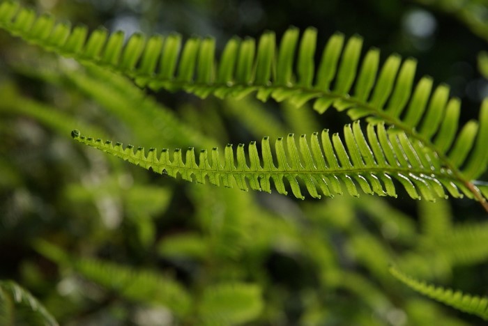 Close up of green fern leaves with bokeh background