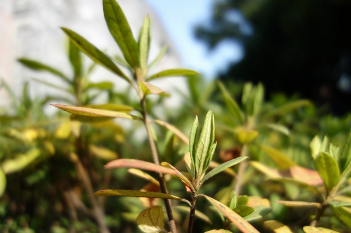 Green and yellow leaves on branches