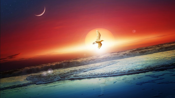 Bird flying over ocean at sunset with moon