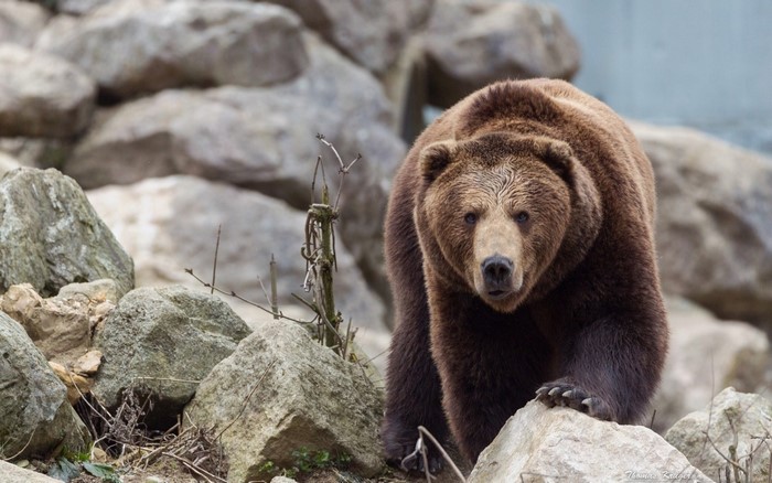 A brown bear walks among rocks