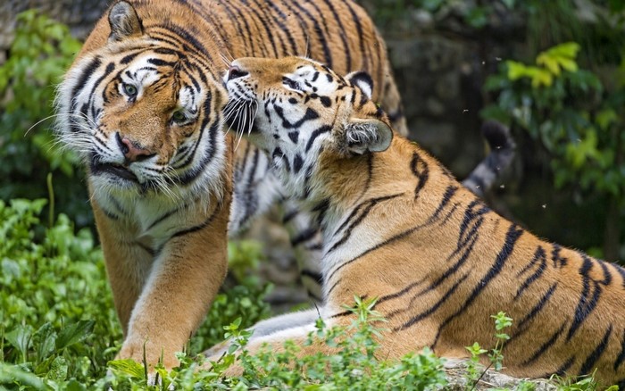 animals, tiger, wildlife, big cats, Zoo, jungle, Safari, fauna, mammal ...