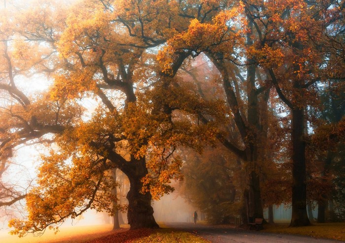 Misty autumn park with large oak trees and a lone walker