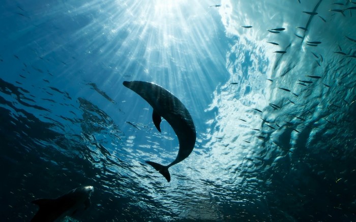 Dolphin swimming in the ocean with sun rays and fish
