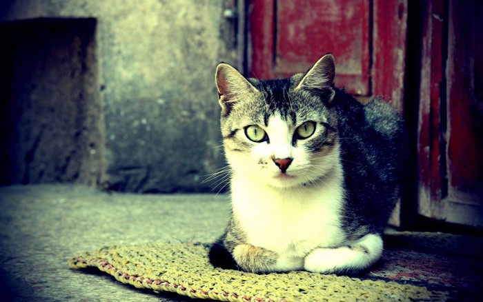 Tabby cat sitting on a mat